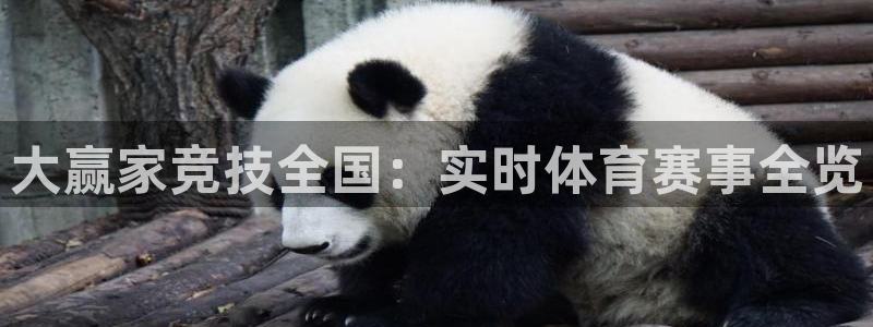 大赢家竞技全国：实时体育赛事全览
